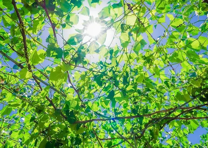 Pietra Viva * Martano